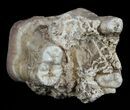 Hyracodon (Running Rhino) Tooth - South Dakota #60940-2